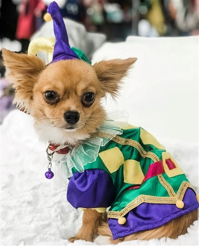 Ghoulish Props Harlequin Mardi Gras Costume